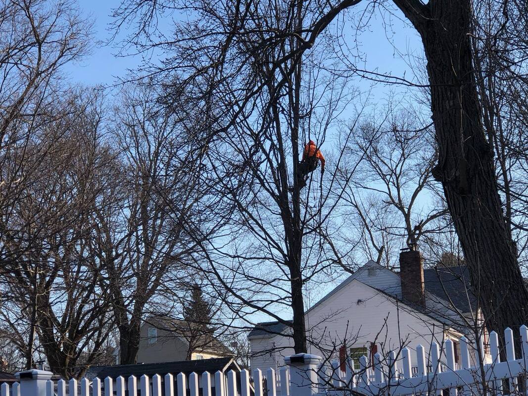 Tree removal services georgetown ma