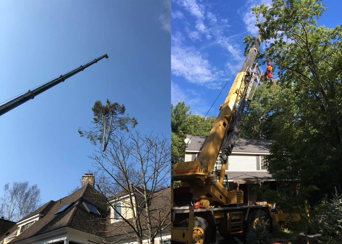 tall tree removal services georgetown