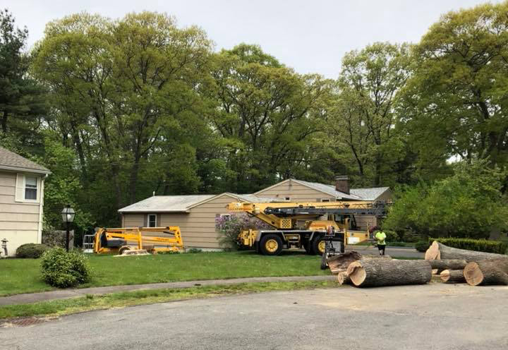 Tree cutting services N Andover MA