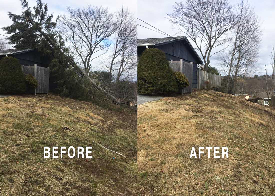 emergency tree removal services haverhill ma