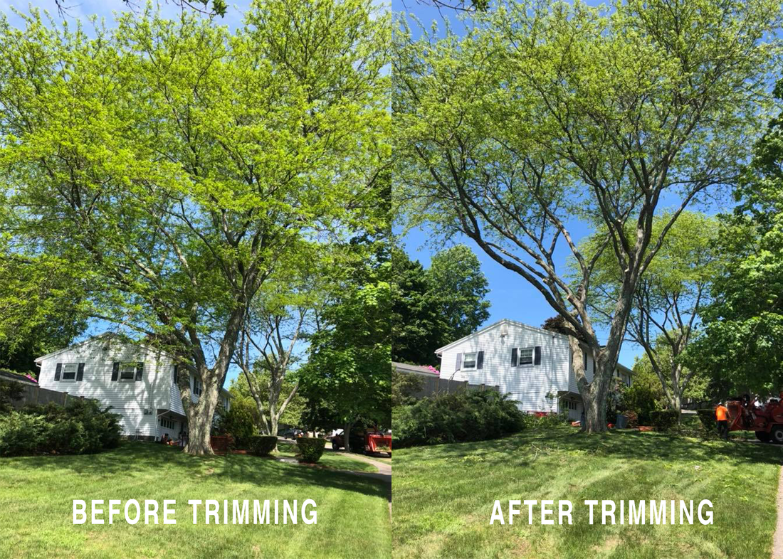 tree trimming service experts North Shore MA